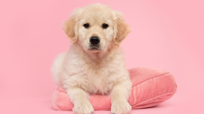 Pet Services