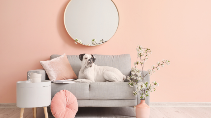 7. Offer Pet Sitting and Dog Walking Services